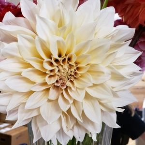 Meet your Posher, Retha